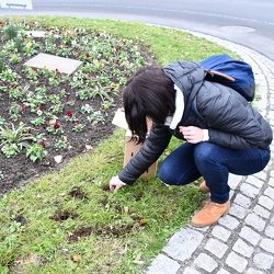 Plantation 2019