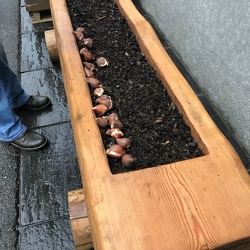Plantation 2019