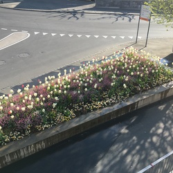 Floraison 2020