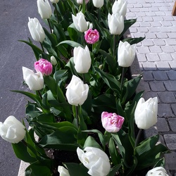 Floraison 2020
