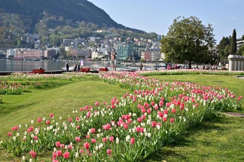 tulipani-belvedere-foto1-sabrinamontiglia-min