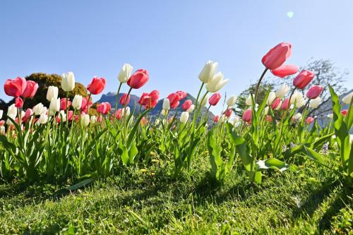 tulipani-belvedere-foto4-sabrinamontiglia-min