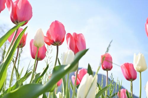 tulipani-belvedere-foto5-sabrinamontiglia-min