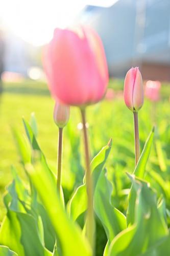 tulipani-belvedere-foto6-sabrinamontiglia-min